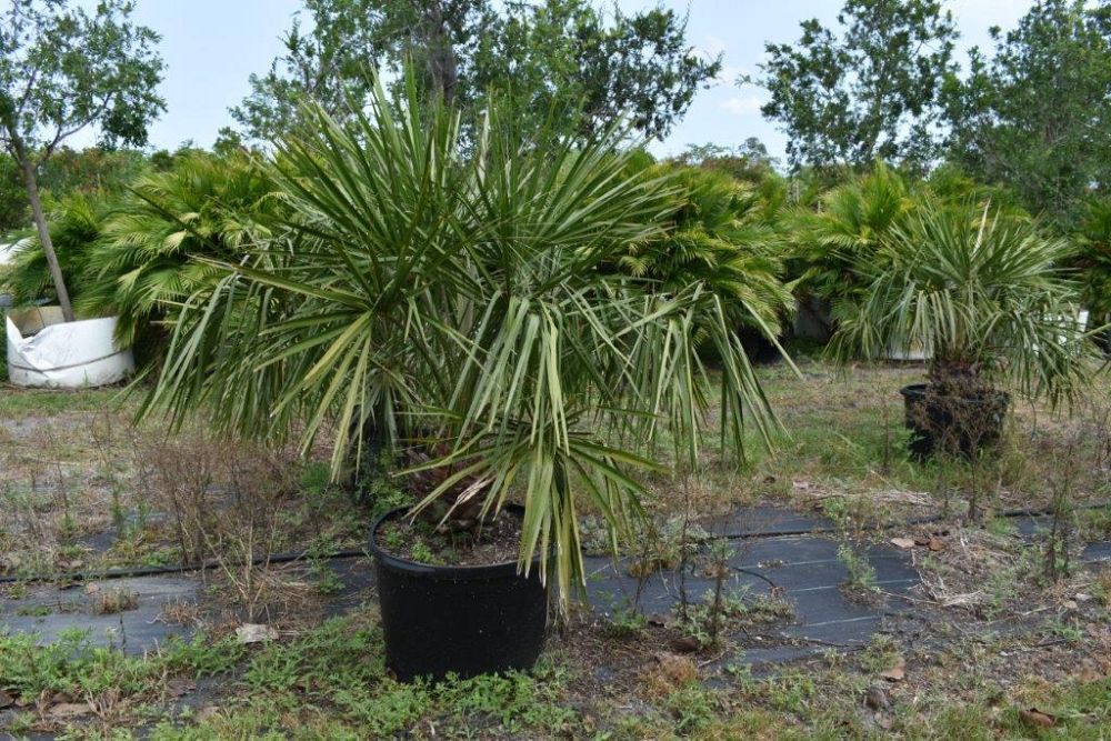 livistona-decipiens-ribbon-palm