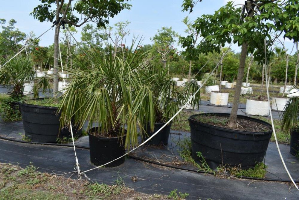 livistona-decipiens-ribbon-palm