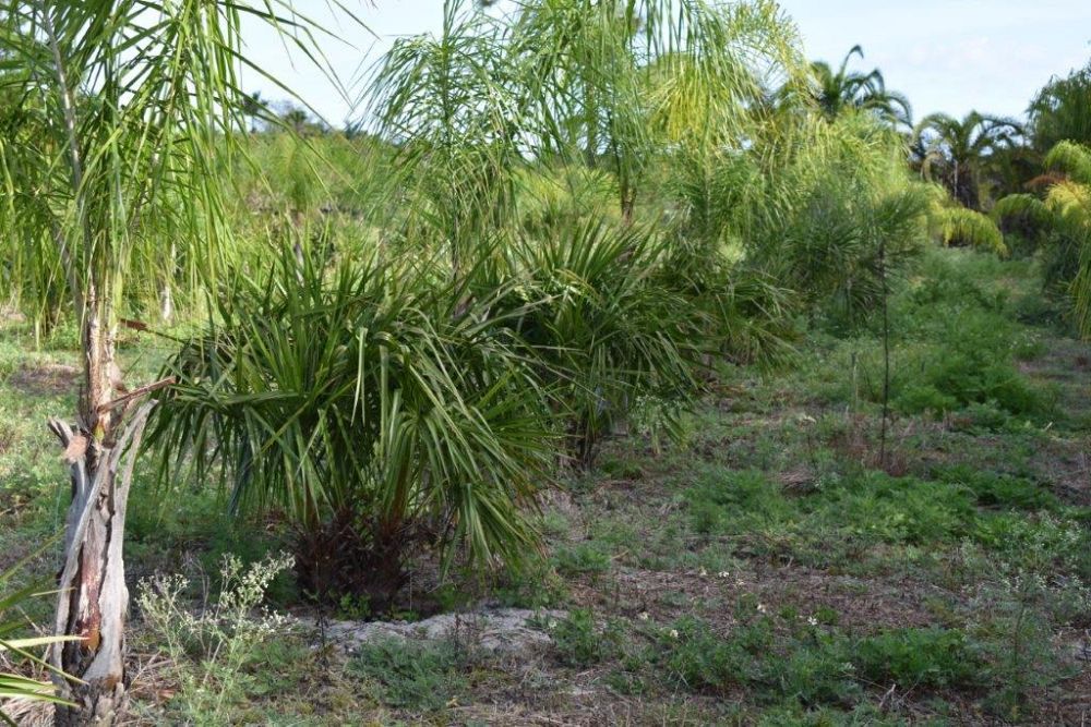 livistona-decipiens-ribbon-palm