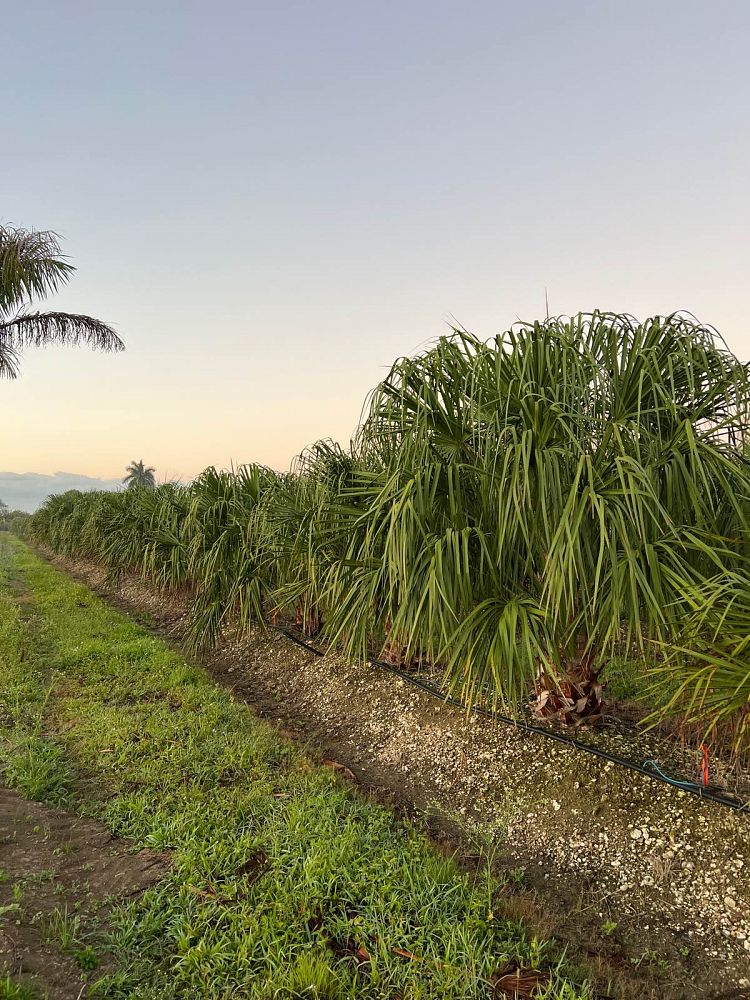 livistona-decipiens-ribbon-palm