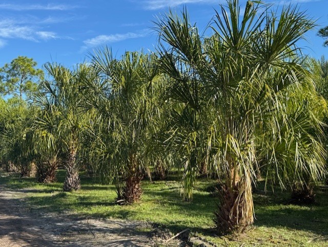 livistona-decipiens-ribbon-palm