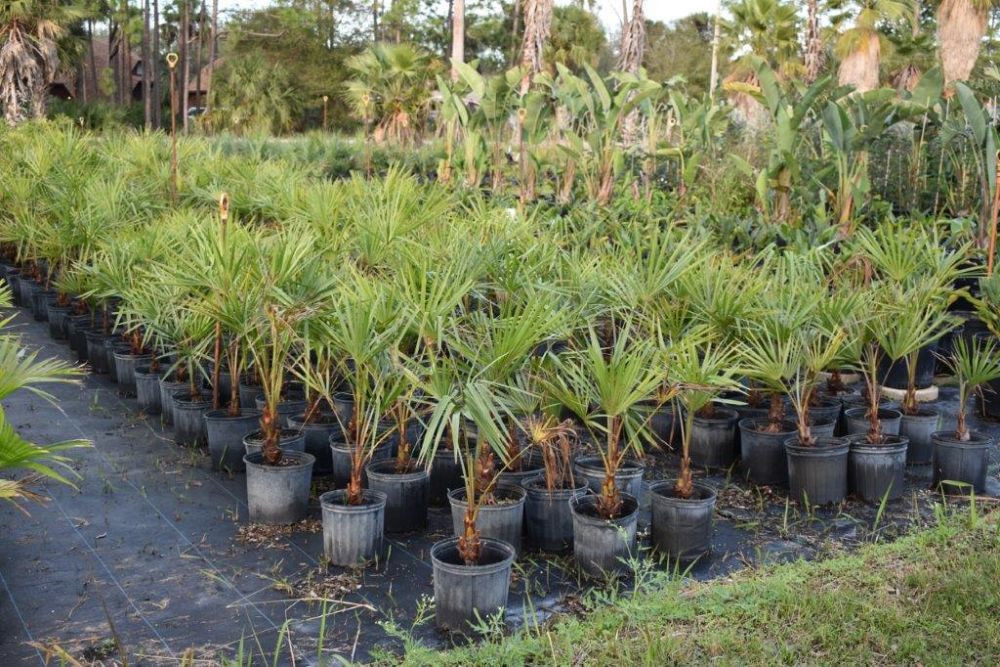 livistona-decipiens-ribbon-palm