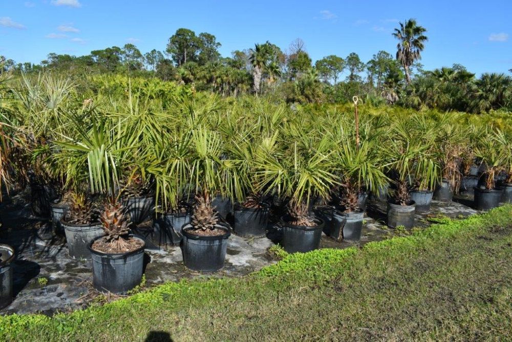 livistona-decipiens-ribbon-palm