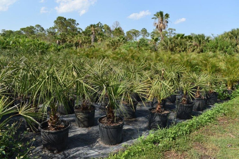 livistona-decipiens-ribbon-palm