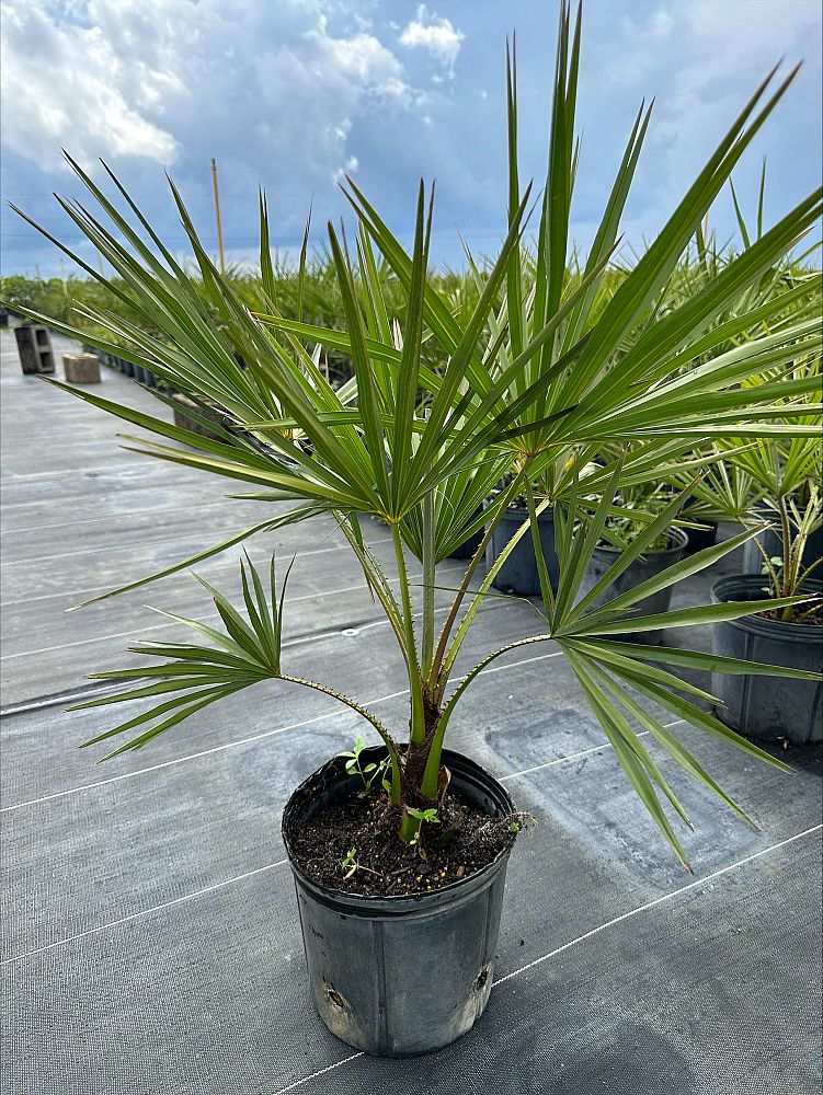 livistona-decipiens-ribbon-palm