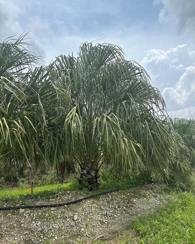 livistona-decipiens-ribbon-palm