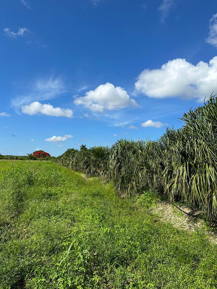 livistona-decipiens-ribbon-palm