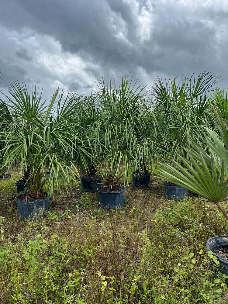 livistona-decipiens-ribbon-palm
