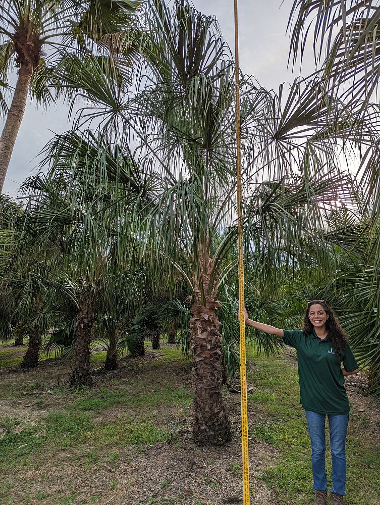 livistona-decipiens-ribbon-palm