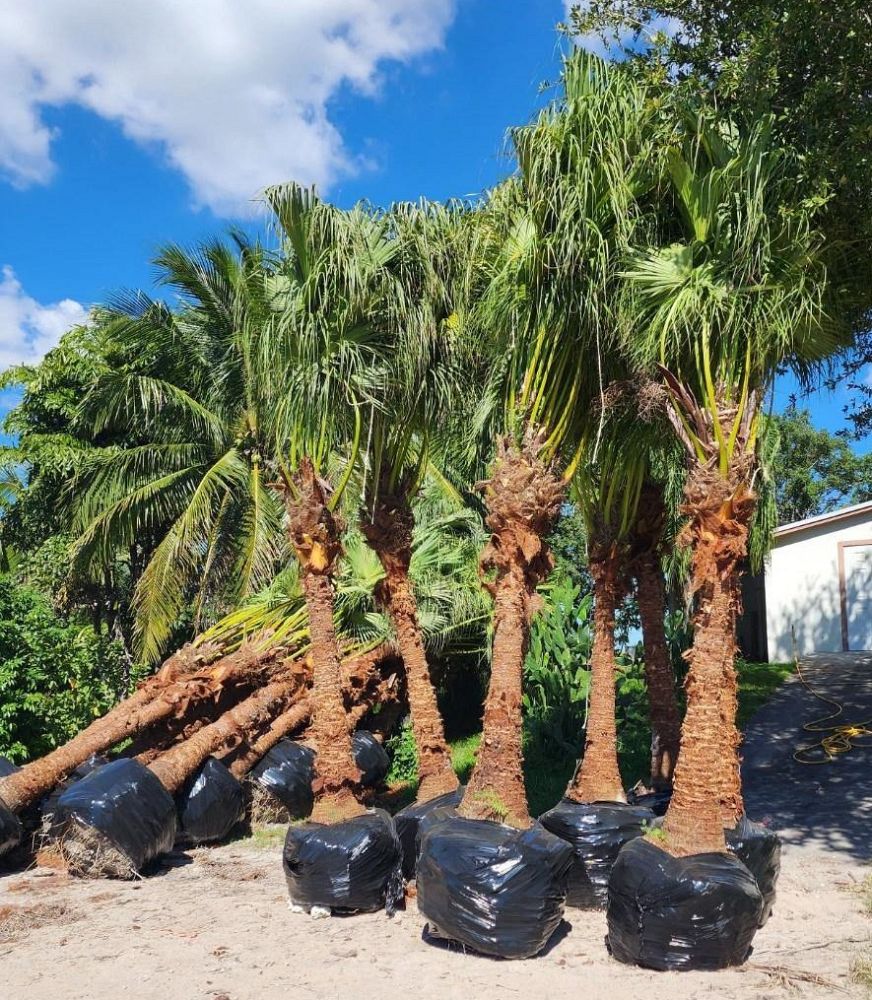 livistona-decipiens-ribbon-palm