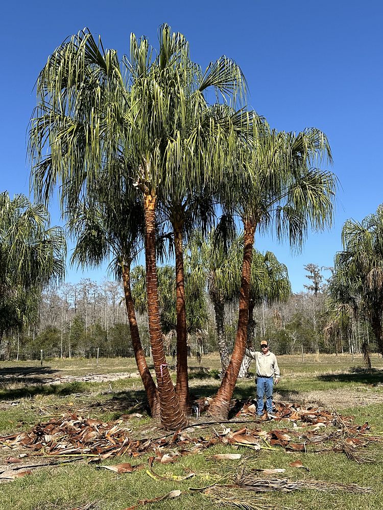 livistona-decipiens-ribbon-palm