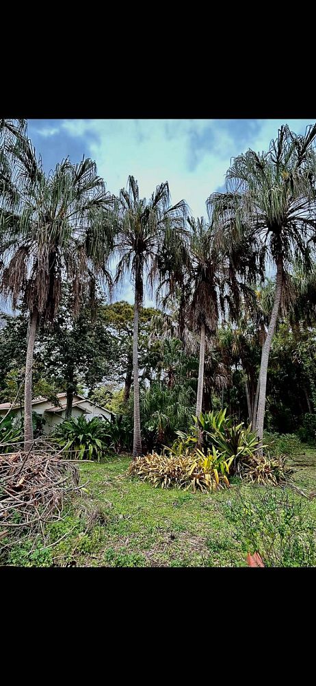 livistona-decipiens-ribbon-palm
