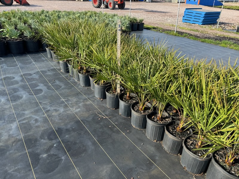 livistona-decipiens-ribbon-palm