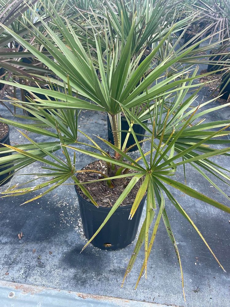livistona-decipiens-ribbon-palm