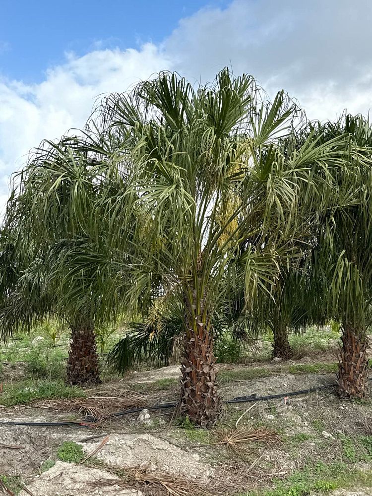livistona-decipiens-ribbon-palm