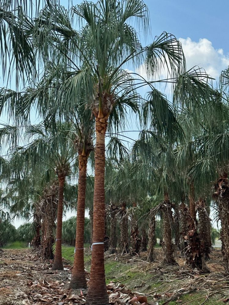 livistona-decipiens-ribbon-palm