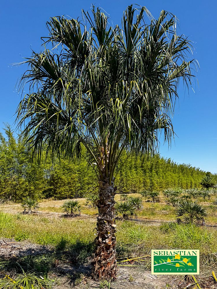 livistona-decipiens-ribbon-palm