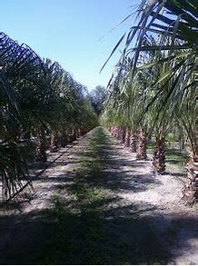 livistona-decipiens-ribbon-palm