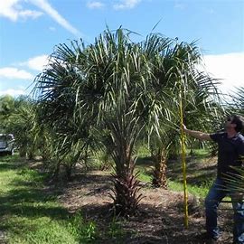 livistona-decipiens-ribbon-palm