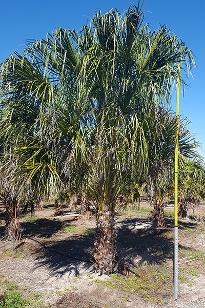livistona-decipiens-ribbon-palm