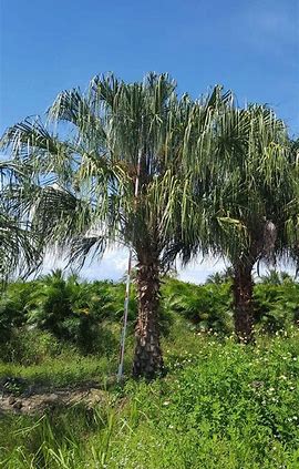 livistona-decipiens-ribbon-palm