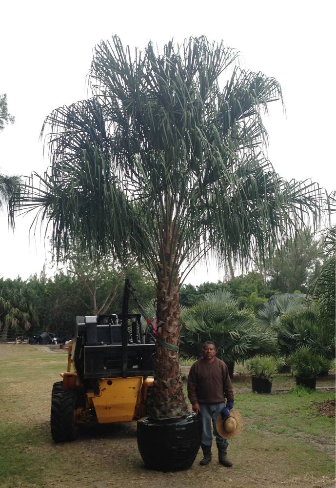 livistona-decipiens-ribbon-palm