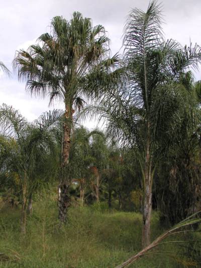 livistona-decipiens-ribbon-palm