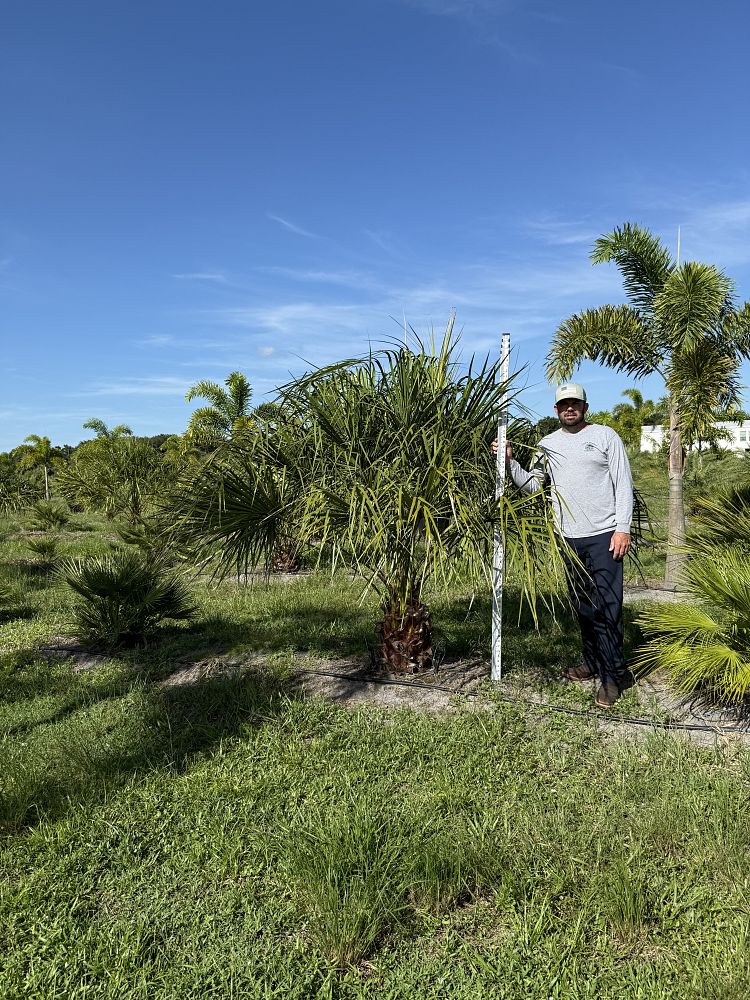 livistona-decipiens-ribbon-palm