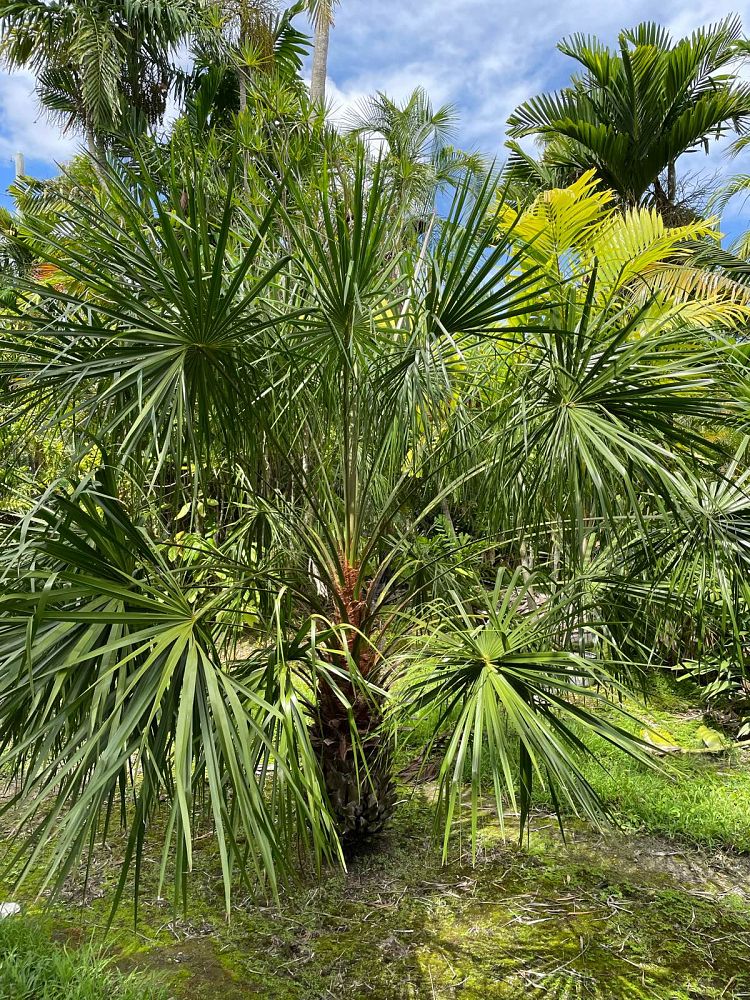 livistona-decipiens-ribbon-palm