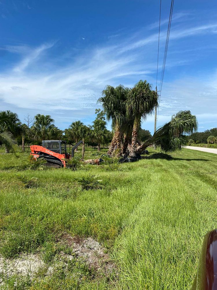 livistona-decipiens-ribbon-palm