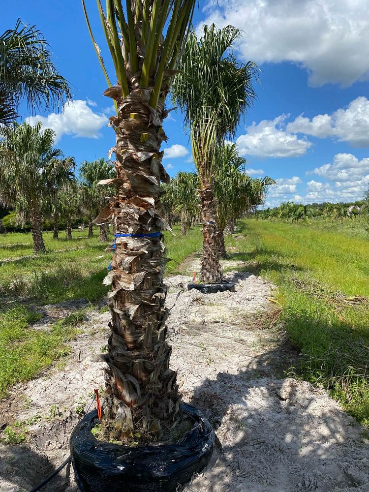 livistona-decipiens-ribbon-palm