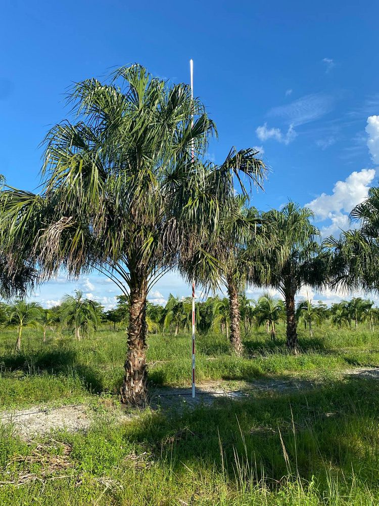 livistona-decipiens-ribbon-palm