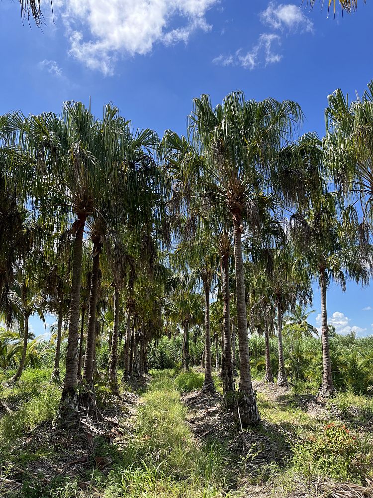 livistona-decipiens-ribbon-palm