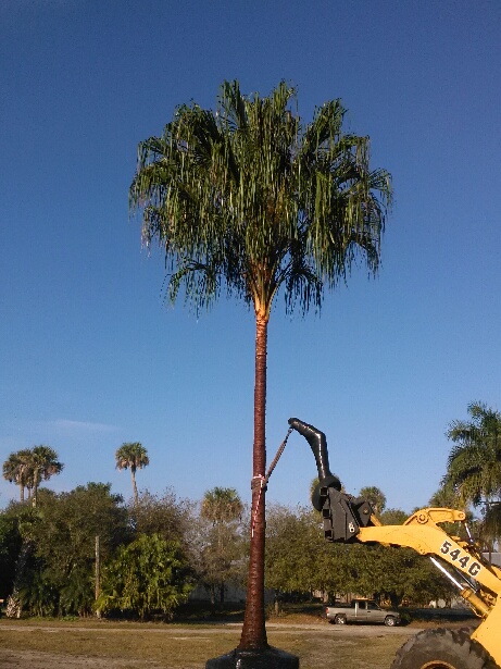 Tree Farm Vero Beach Fl Tree Farm Vero Beach Fl