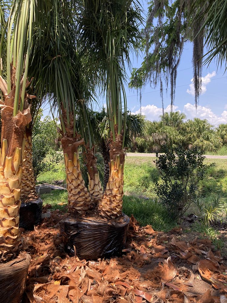 Black Hammock Tree Farm