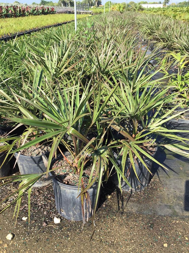 livistona-decora-ribbon-fan-palm-weeping-cabbage-palm