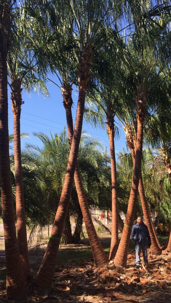 livistona-decora-ribbon-fan-palm-weeping-cabbage-palm