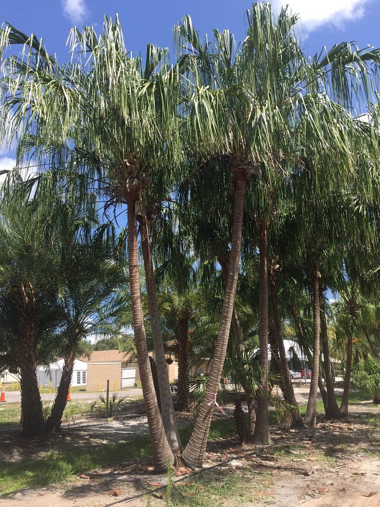 livistona-decora-ribbon-fan-palm-weeping-cabbage-palm