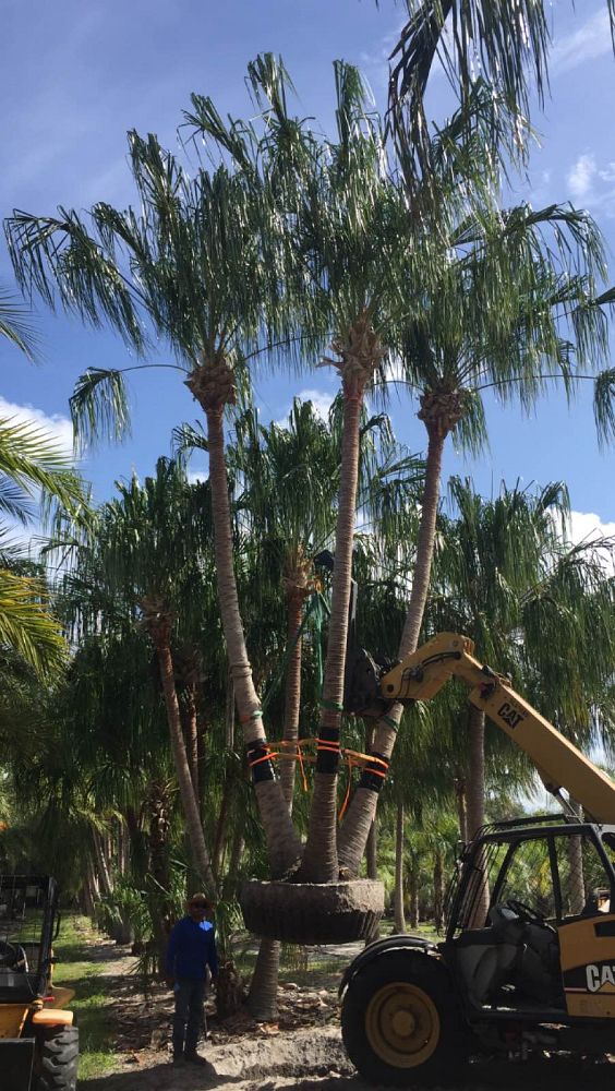 livistona-decora-ribbon-fan-palm-weeping-cabbage-palm