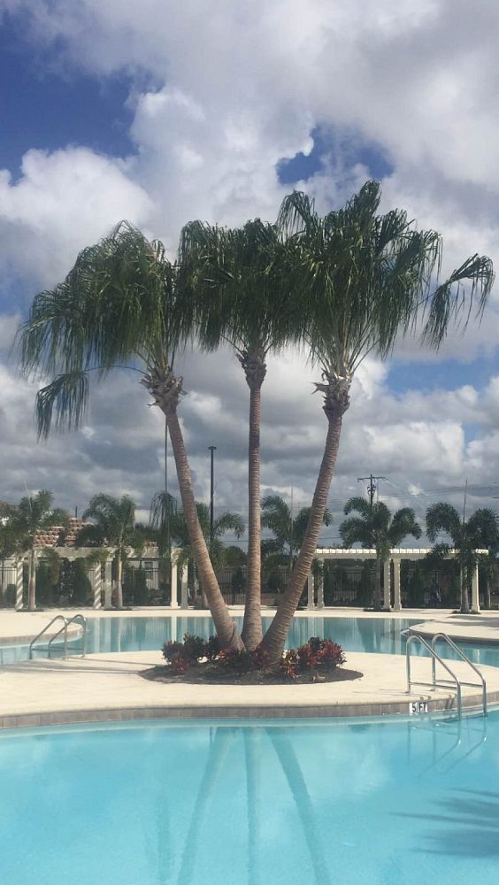 livistona-decora-ribbon-fan-palm-weeping-cabbage-palm