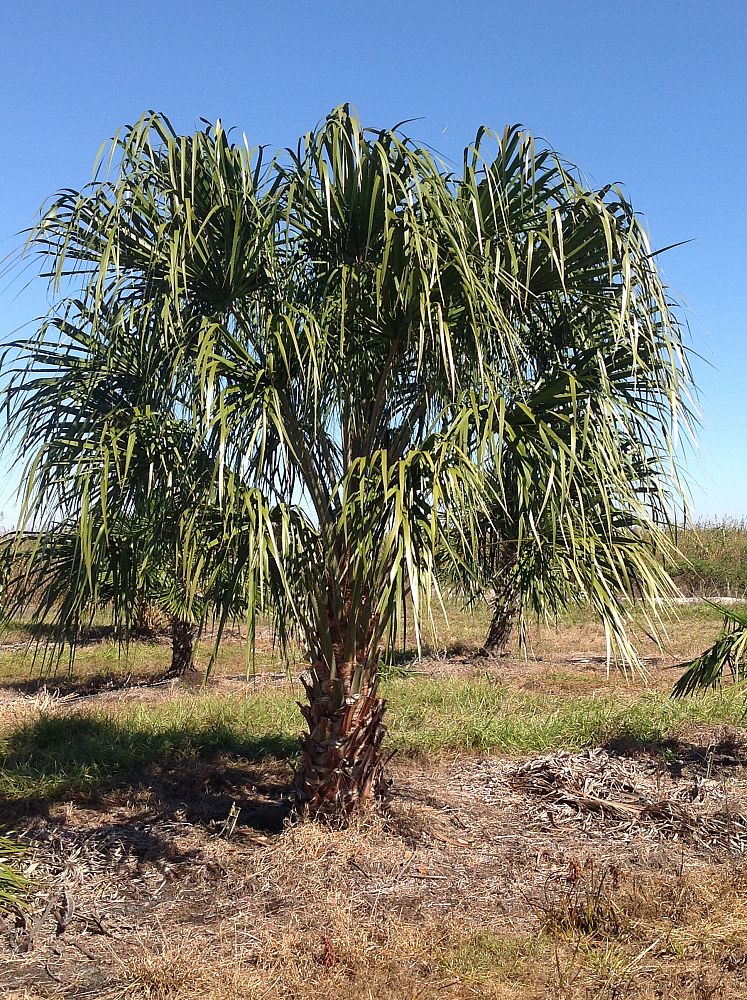 livistona-decora-ribbon-fan-palm-weeping-cabbage-palm