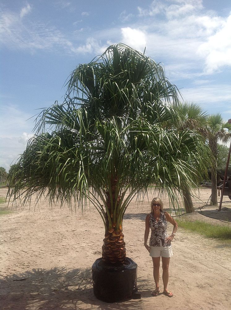 livistona-decora-ribbon-fan-palm-weeping-cabbage-palm
