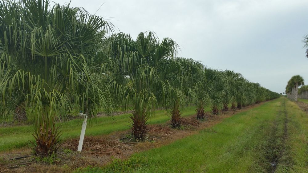 livistona-decora-ribbon-fan-palm-weeping-cabbage-palm