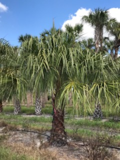 livistona-decora-ribbon-fan-palm-weeping-cabbage-palm