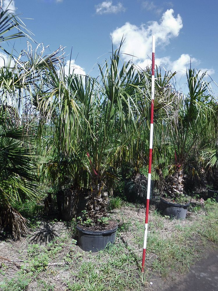 livistona-decora-ribbon-fan-palm-weeping-cabbage-palm