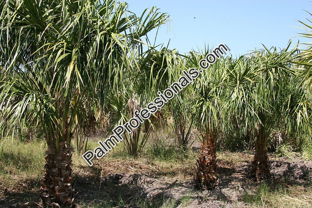 livistona-decora-ribbon-fan-palm-weeping-cabbage-palm