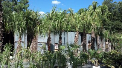 livistona-decora-ribbon-fan-palm-weeping-cabbage-palm