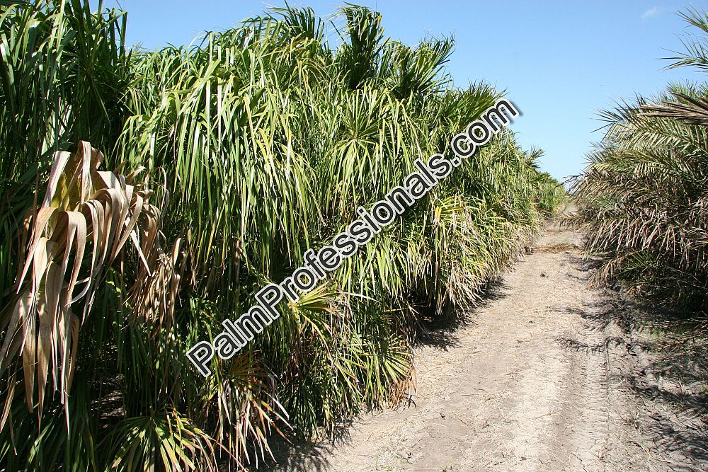 livistona-decora-ribbon-fan-palm-weeping-cabbage-palm