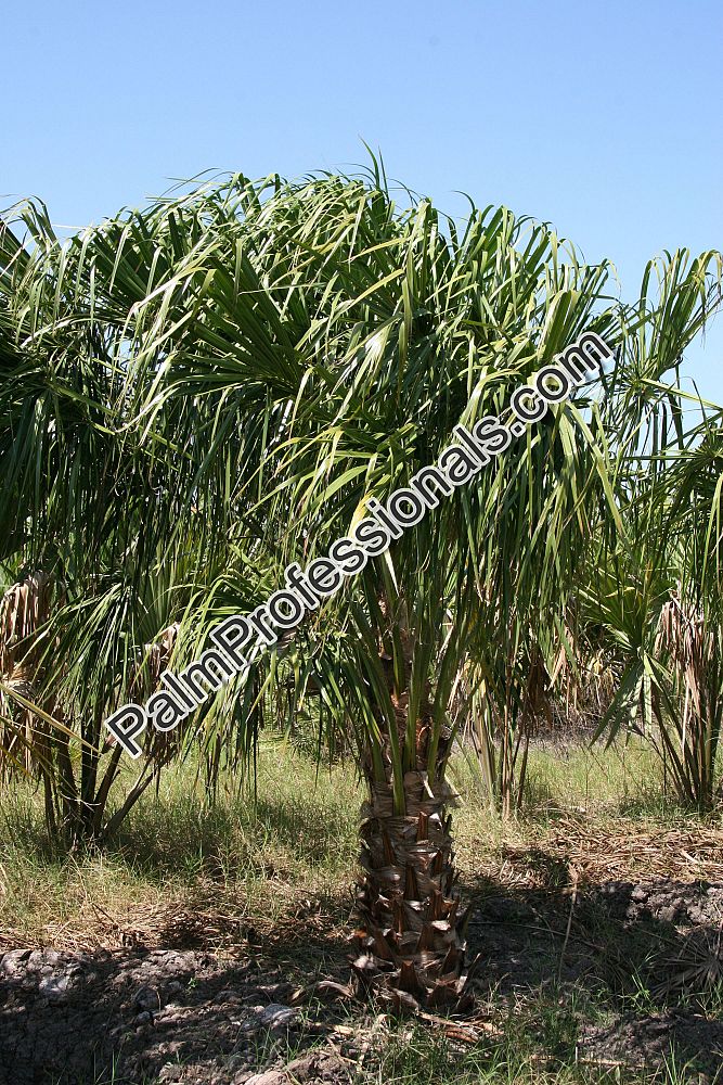 livistona-decora-ribbon-fan-palm-weeping-cabbage-palm