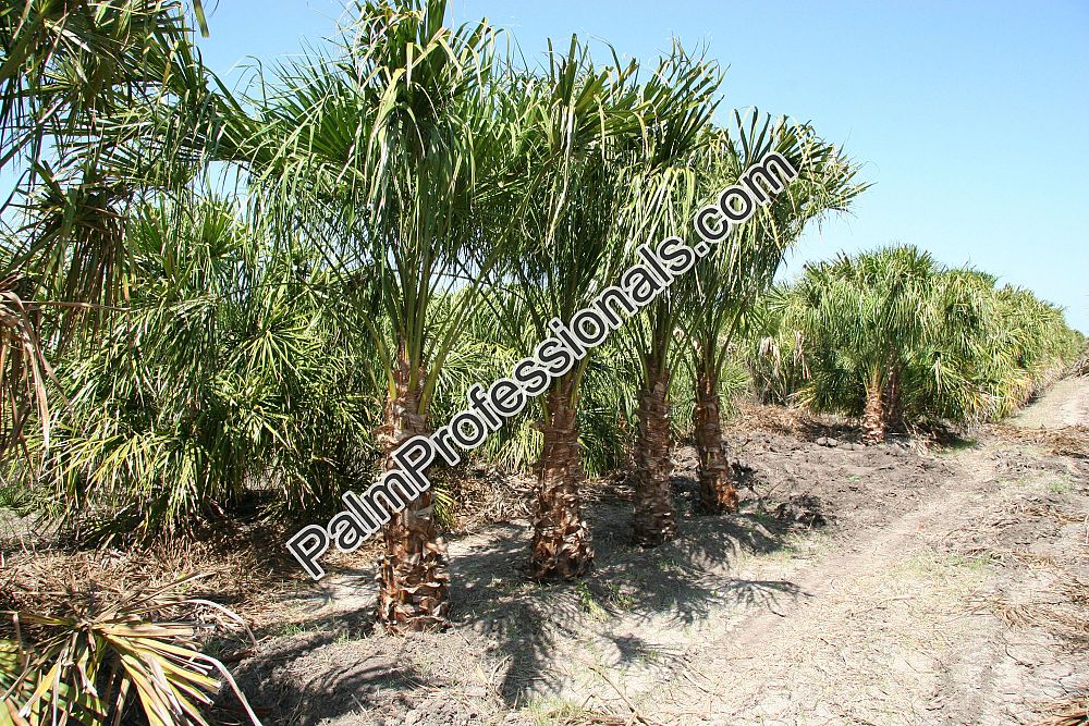 livistona-decora-ribbon-fan-palm-weeping-cabbage-palm